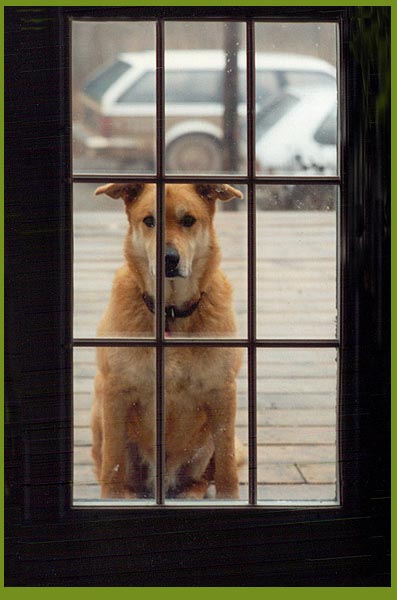 Ben waiting to come in, Hockley Valley, Ontario