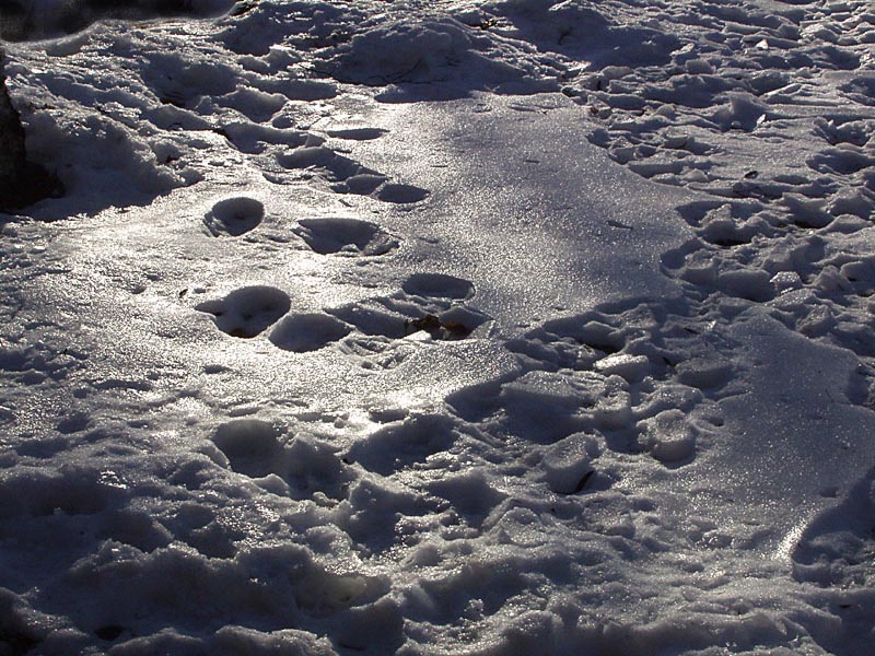 Birds at Toronto waterfront in January