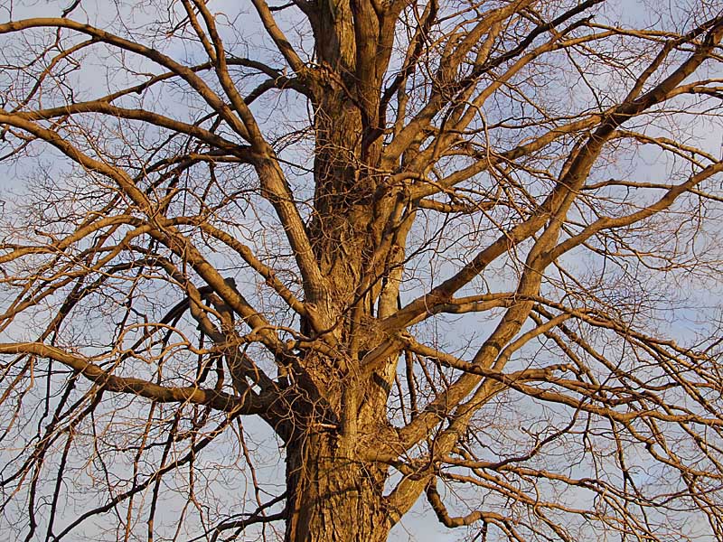 Tree in the late afternoon sun