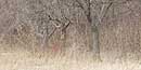 Dry grass and trees, Mimico Creek, March 2002
