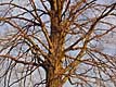 Tree on King Sideroad North of Toronto